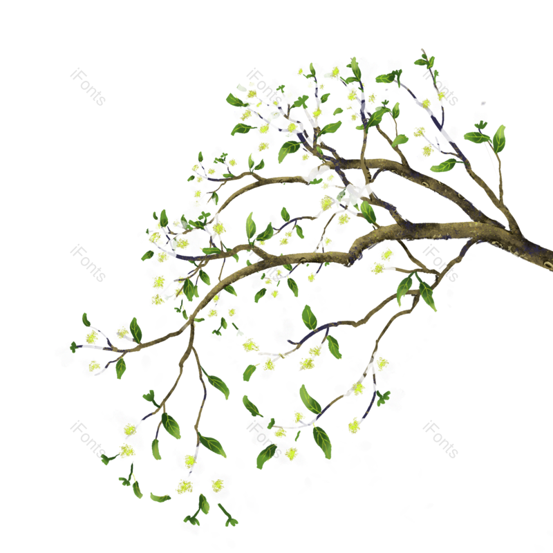 花朵图片,植物素材元素,白色花朵PNG,白色花免抠素材